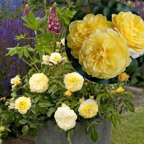 Rosa 'Solero' - Roos 'Solero' 